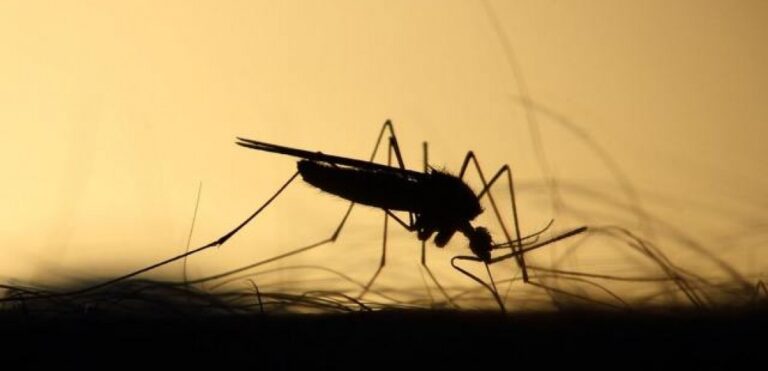 Σε εντατικοποίηση των εργασιών καταπολέμησης κουνουπιών προχωρά ο Δήμος Λαρισαίων
