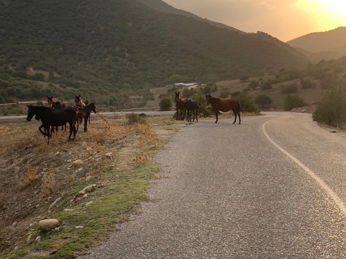 A group of horses on a road

Description automatically generated