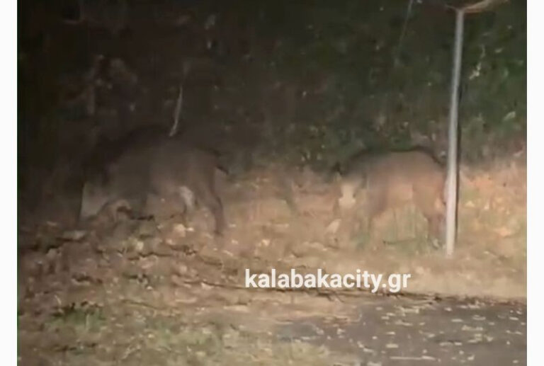 Αγριογούρουνα στην Καλαμπάκα: Νυχτερινές εμφανίσεις κοντά στο Ξενία τρομάζουν τους κατοίκους