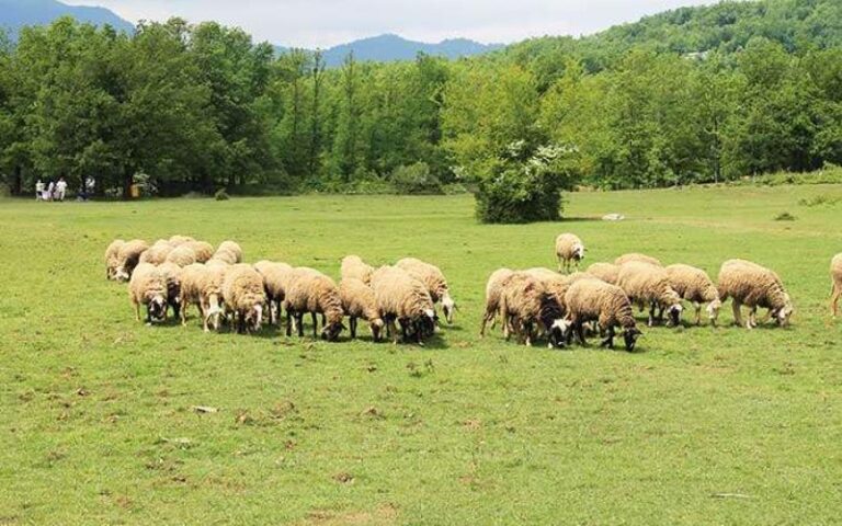 Λαϊκή Συσπείρωση Θεσσαλίας: Στο πλευρό των αγωνιζόμενων γεωργών και κτηνοτρόφων για επιβίωση και δικαιοσύνη